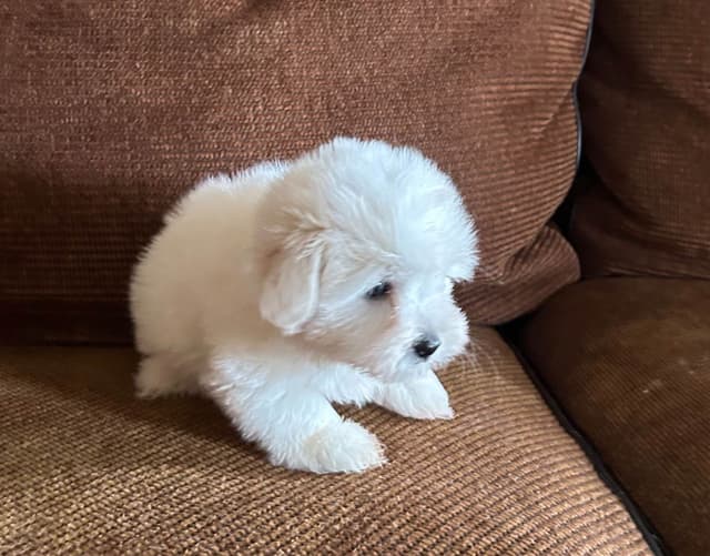 Coton de Tulear Puppies media 2