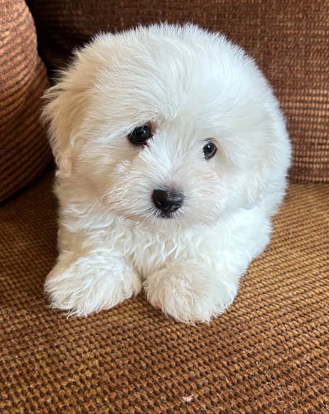 Coton de Tulear Puppies media 3