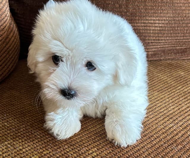 Coton de Tulear Puppies media 4