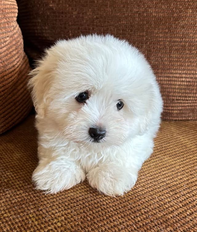 Coton de Tulear Puppies media 5