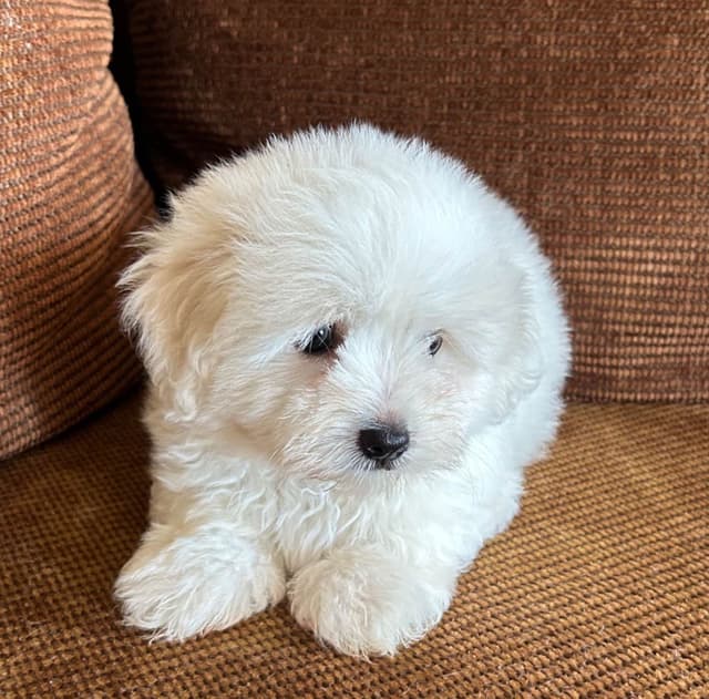 Coton de Tulear Puppies media 6