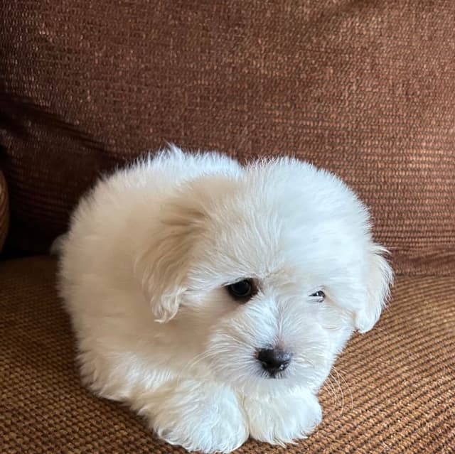 Coton de Tulear Puppies media 7