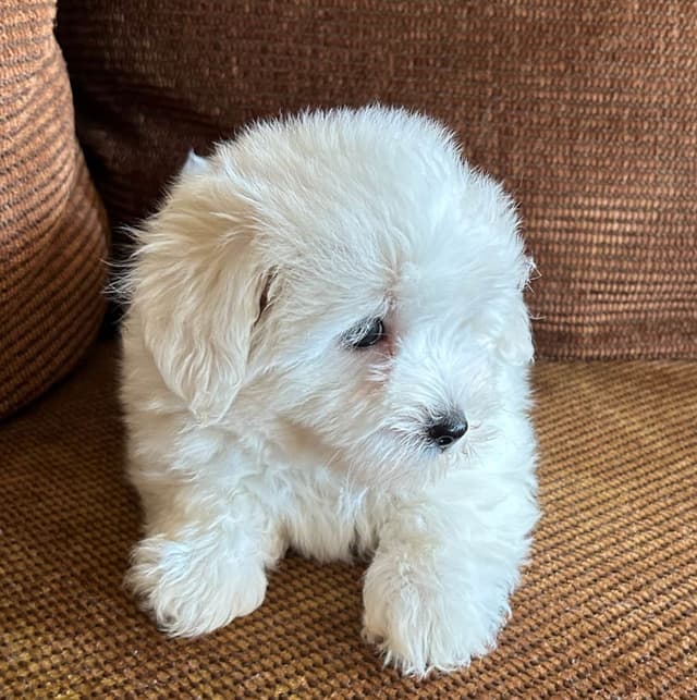 Coton de Tulear Puppies media 8