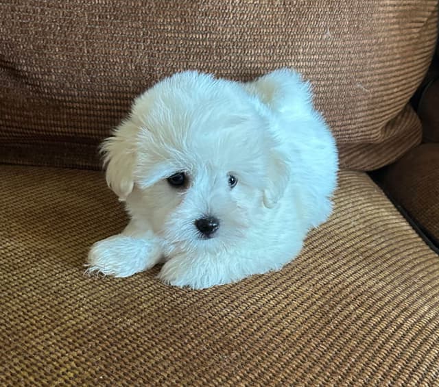 Coton de Tulear Puppies media 9