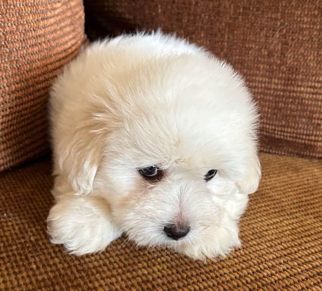 Coton de Tulear Puppies media 10