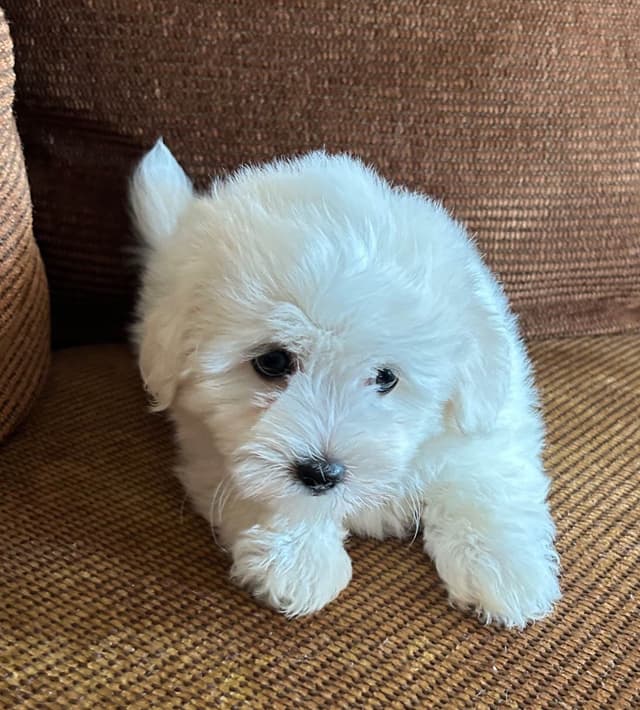 Coton de Tulear Puppies media 11