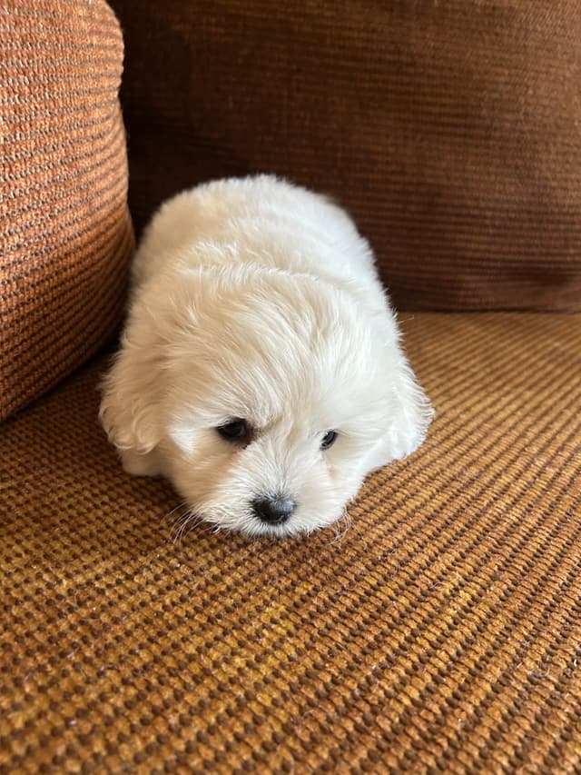 Coton de Tulear Puppies media 3
