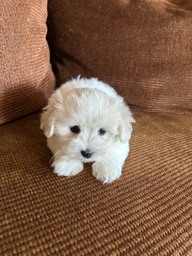 Coton de Tulear Puppies media 4