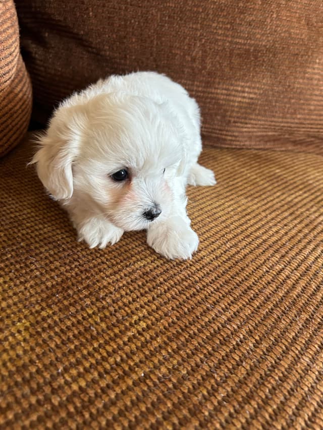 Coton de Tulear Puppies media 5