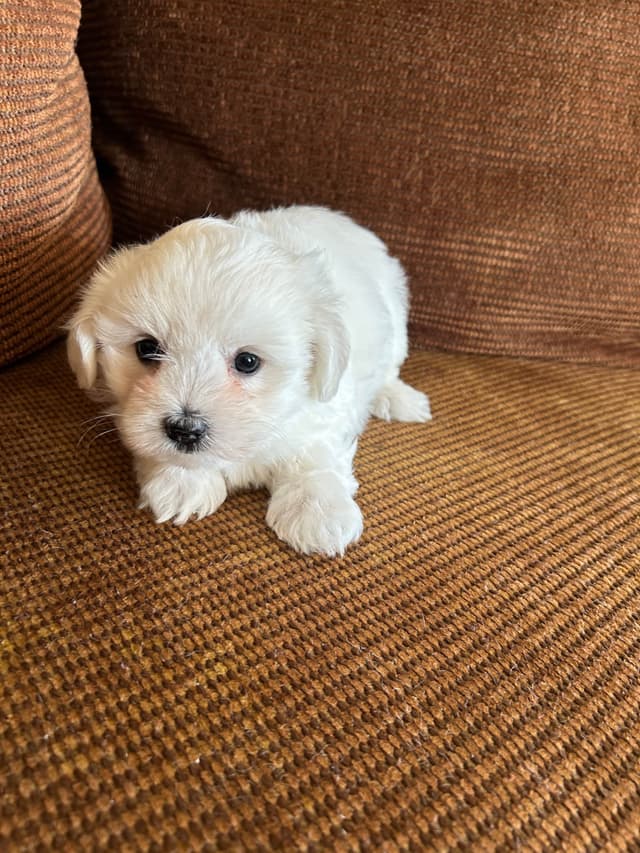Coton de Tulear Puppies media 6