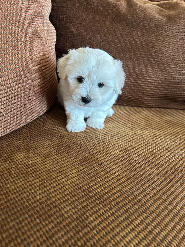 Coton de Tulear Puppies media 7