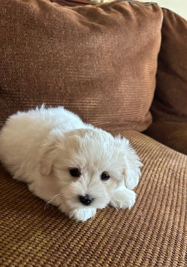 Coton de Tulear Puppies media 8