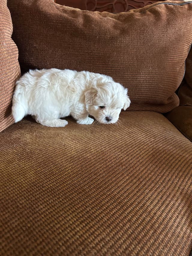 Coton de Tulear Puppies media 3