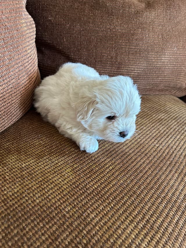 Coton de Tulear Puppies media 4