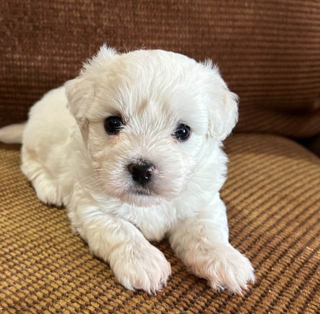 Coton de Tulear Puppies media 2