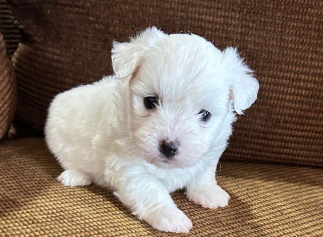 Coton de Tulear Puppies media 4