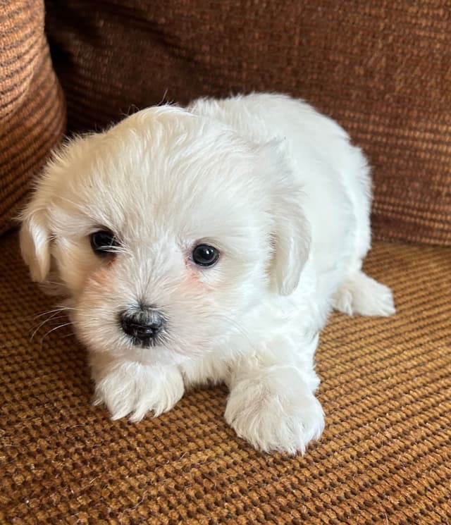 Coton de Tulear Puppies media 3