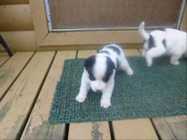 Siberian Husky Puppies breeder image 1