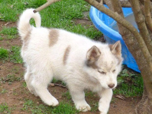 Siberian Husky Puppies breeder image 16