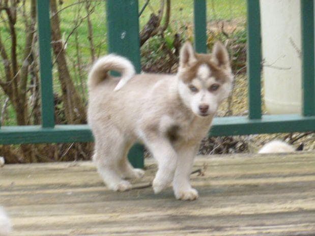 Siberian Husky Puppies breeder image 15