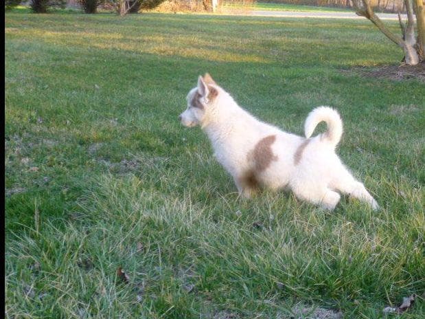 Siberian Husky Puppies breeder image 14