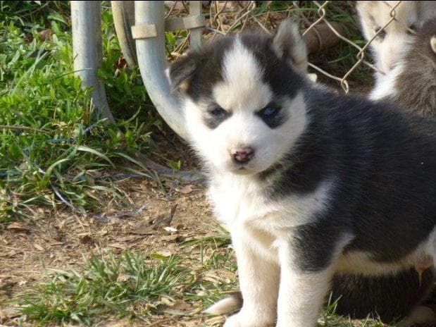 Siberian Husky Puppies breeder image 13