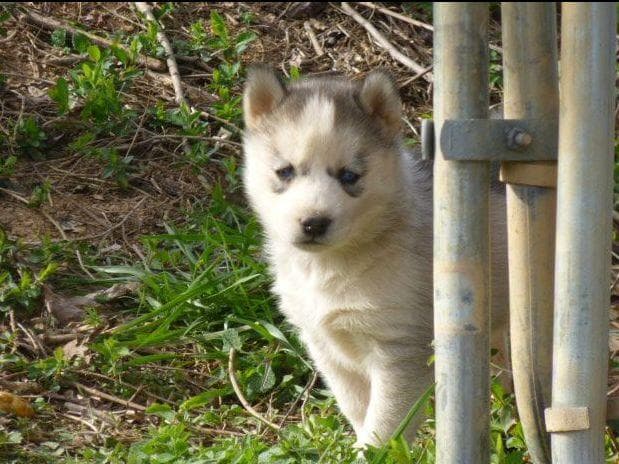 Siberian Husky Puppies breeder image 12
