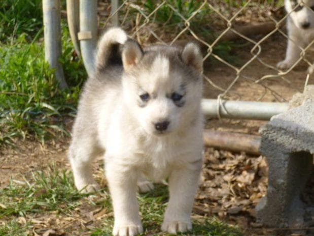 Siberian Husky Puppies breeder image 11