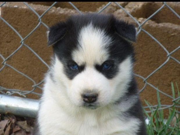 Siberian Husky Puppies breeder image 10