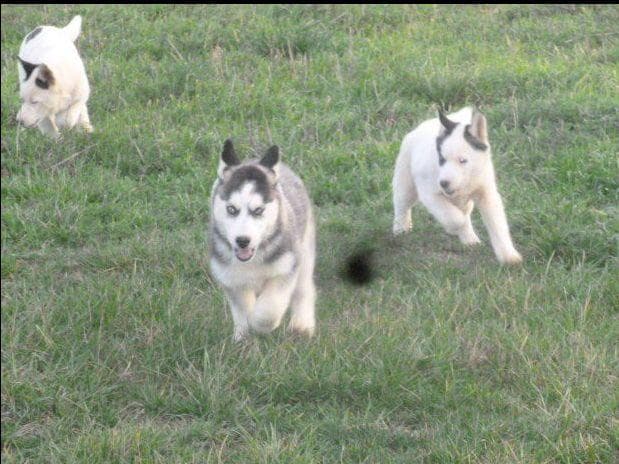 Siberian Husky Puppies breeder image 9