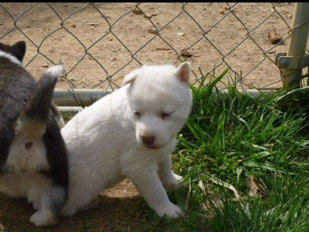 Siberian Husky Puppies breeder image 7