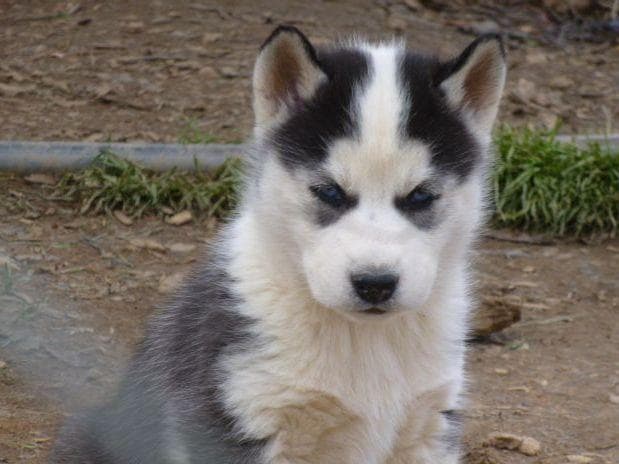 Siberian Husky Puppies breeder image 6