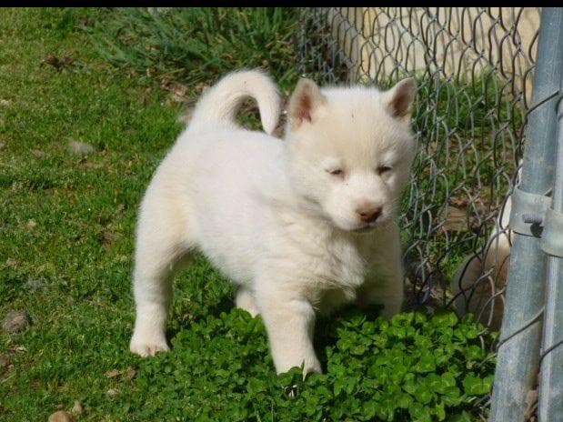 Siberian Husky Puppies breeder image 5
