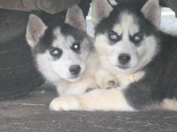 Siberian Husky Puppies breeder image 3