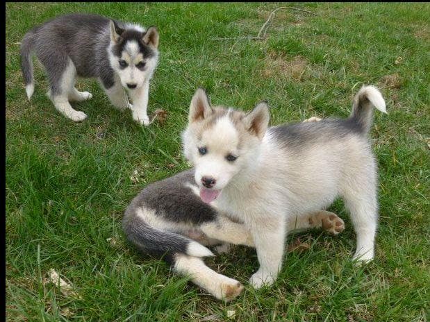 Siberian Husky Puppies breeder image 2