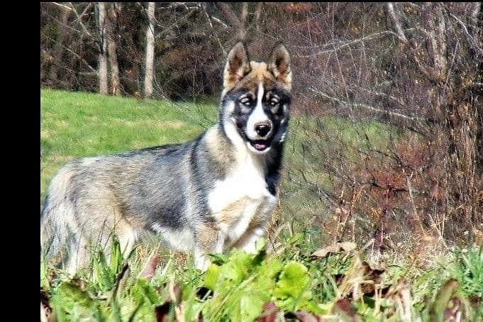 Siberian Husky Puppies breeder image 17