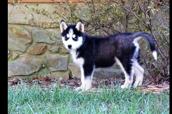 Siberian Husky Puppies breeder image 19