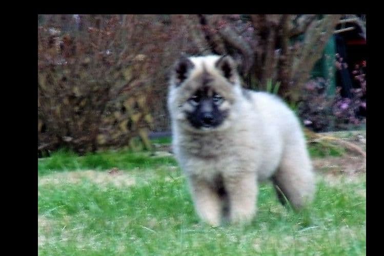 Siberian Husky Puppies breeder image 20