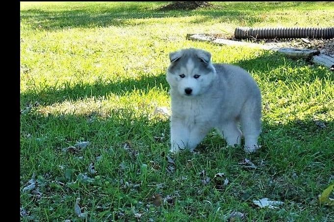Siberian Husky Puppies breeder image 21