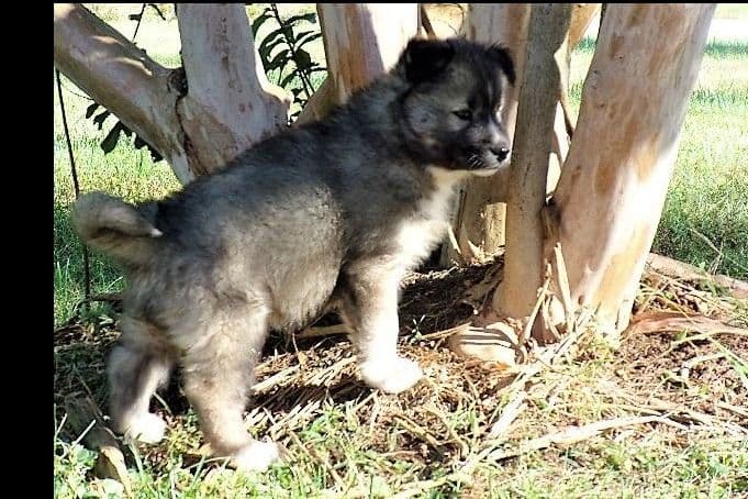 Siberian Husky Puppies breeder image 22