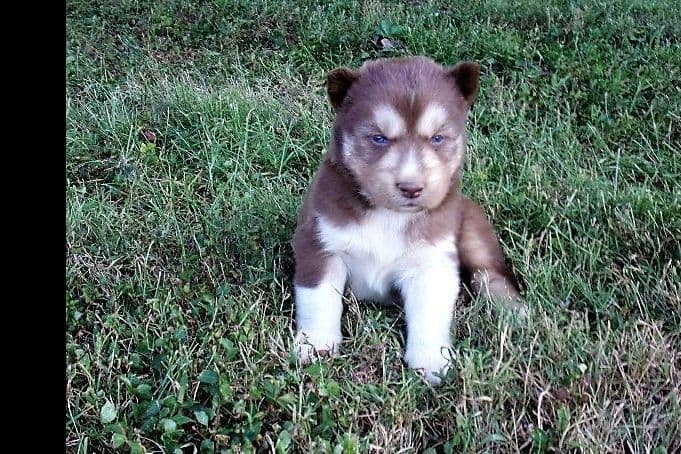 Siberian Husky Puppies breeder image 23