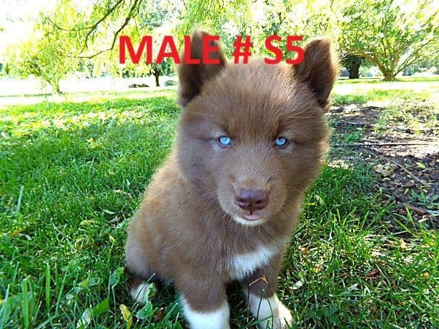 Siberian Husky Puppies media 2