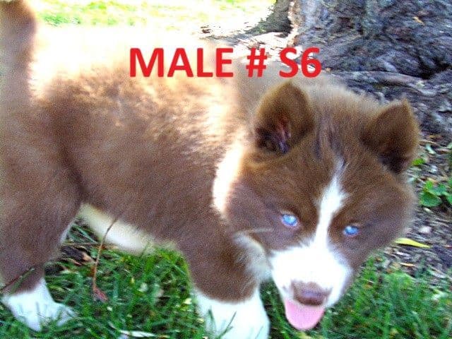 Siberian Husky Puppies media 3