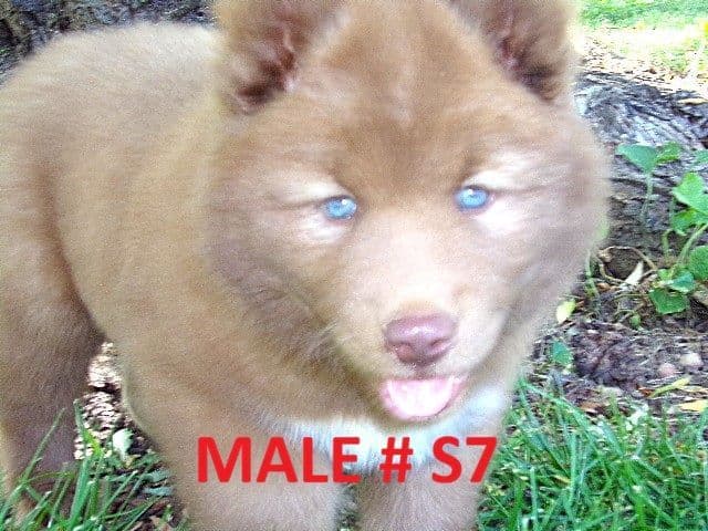 Siberian Husky Puppies media 4