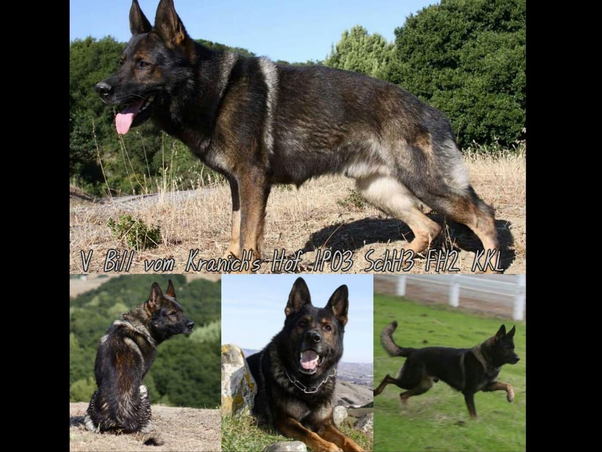 German Shepherd Dog Puppies breeder image 1