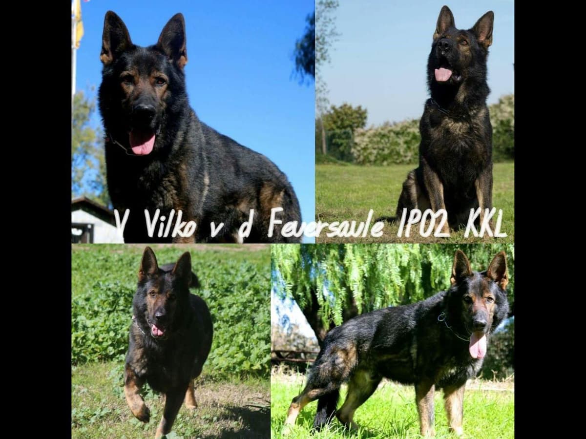 German Shepherd Dog Puppies breeder image 9