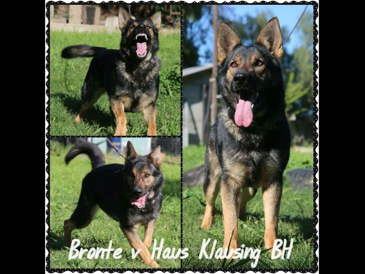 German Shepherd Dog Puppies breeder image 10