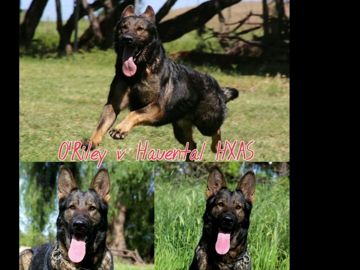 German Shepherd Dog Puppies breeder image 12