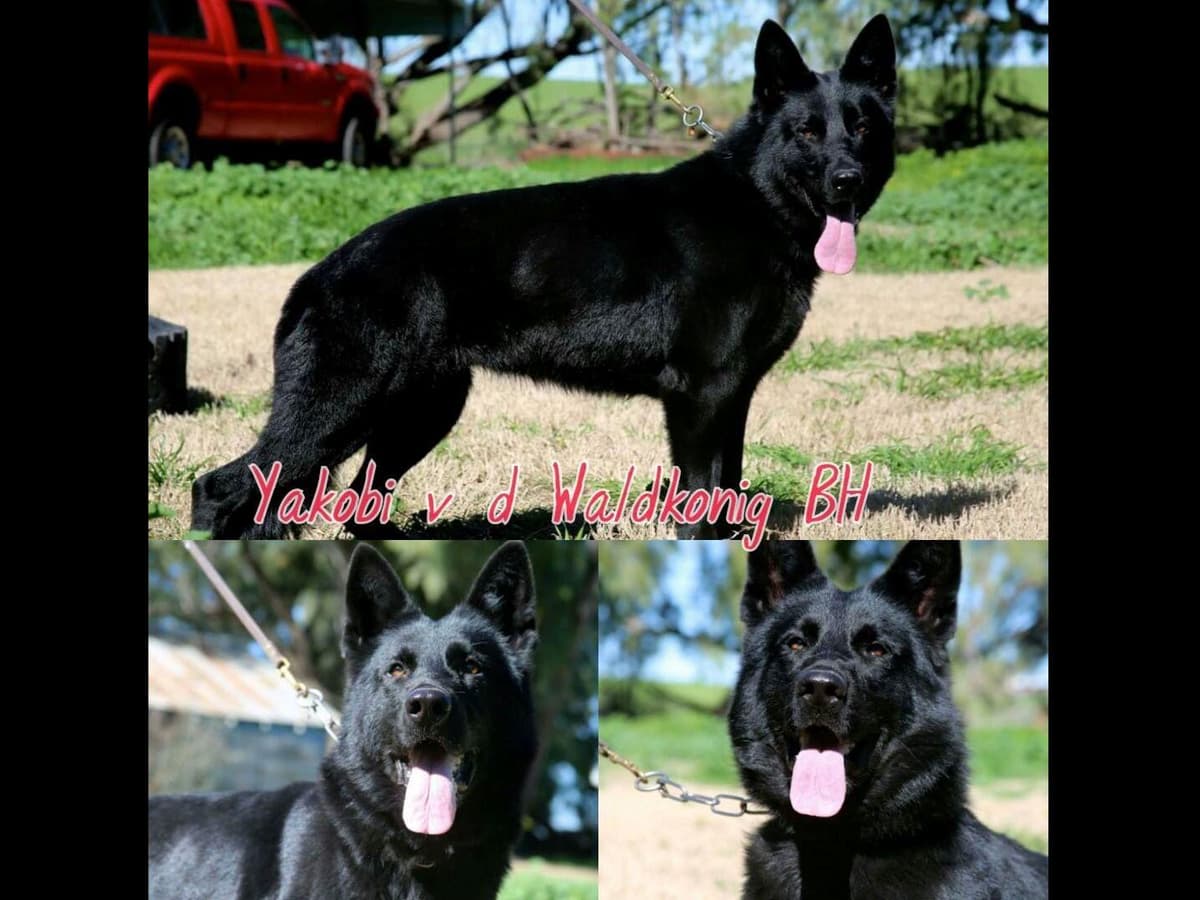 German Shepherd Dog Puppies breeder image 13