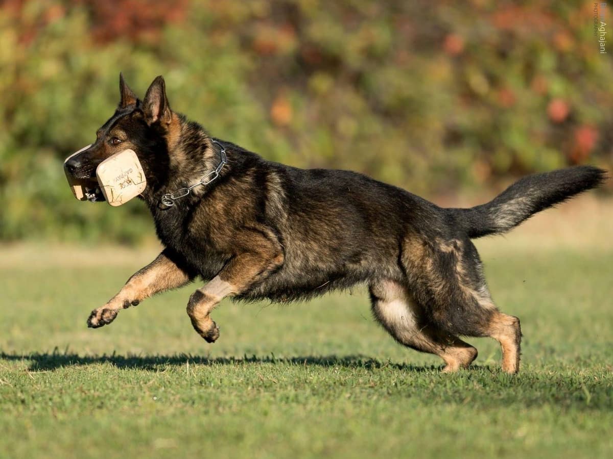 German Shepherd Dog Puppies breeder image 8